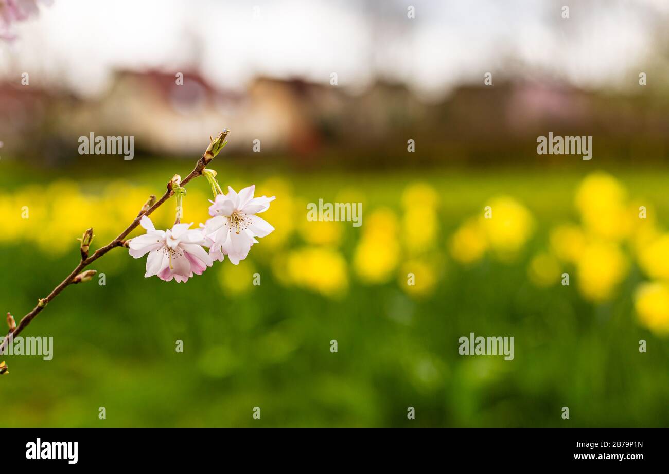 Arbusti e alberi in fiore. Foglie e fiori giovani. Natura selvaggia e naturale. Foto Stock