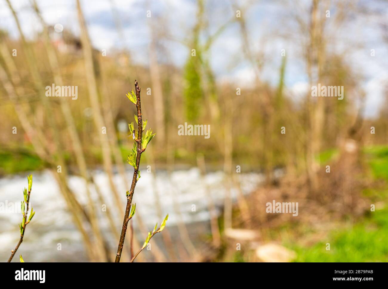 Arbusti e alberi in fiore. Foglie e fiori giovani. Natura selvaggia e naturale. Foto Stock