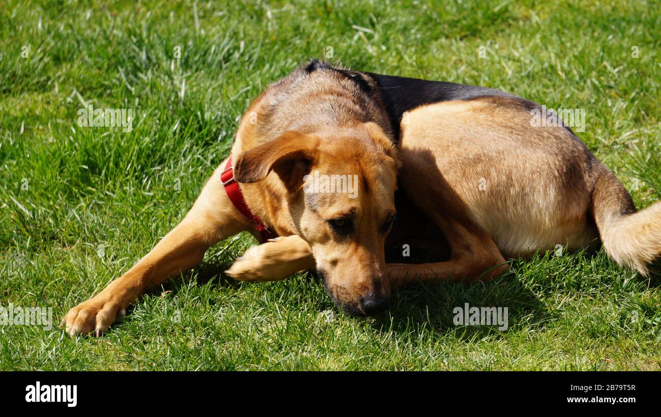 cane che posa in erba al sole Foto Stock