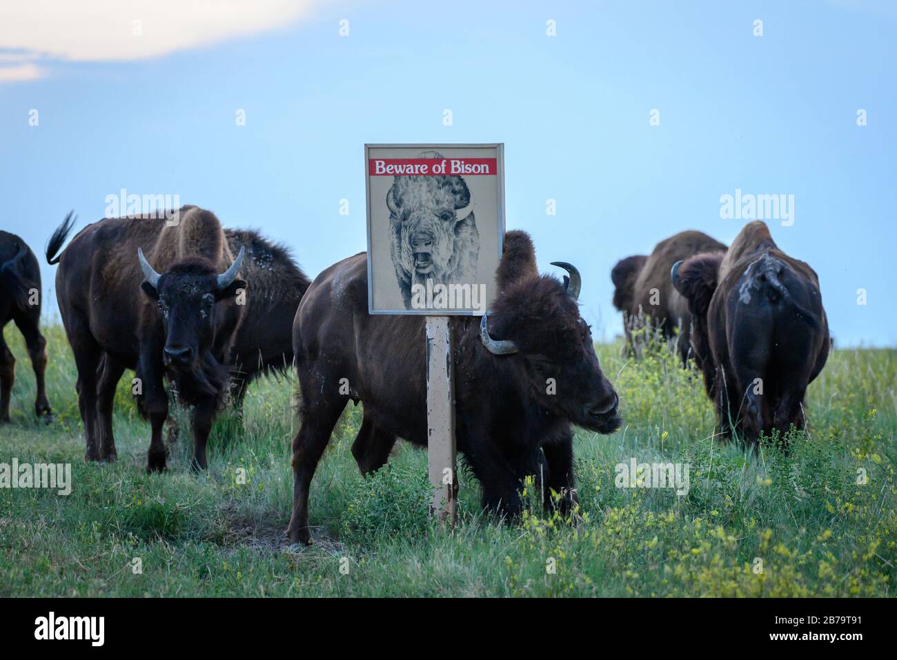 Attenzione a Bison Sign condivide un messaggio ironico come il bufalo graffia su di esso Foto Stock