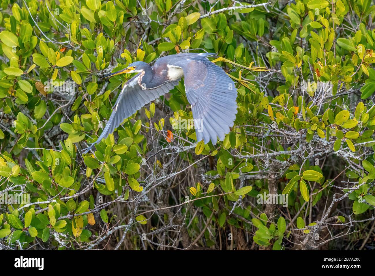 Un Erone Tricolore (Egretta tricolore in volo, di fronte a mangrovie bianche (Laguncularia racemosa) in Merritt Island National Wildlife Refuge. Foto Stock