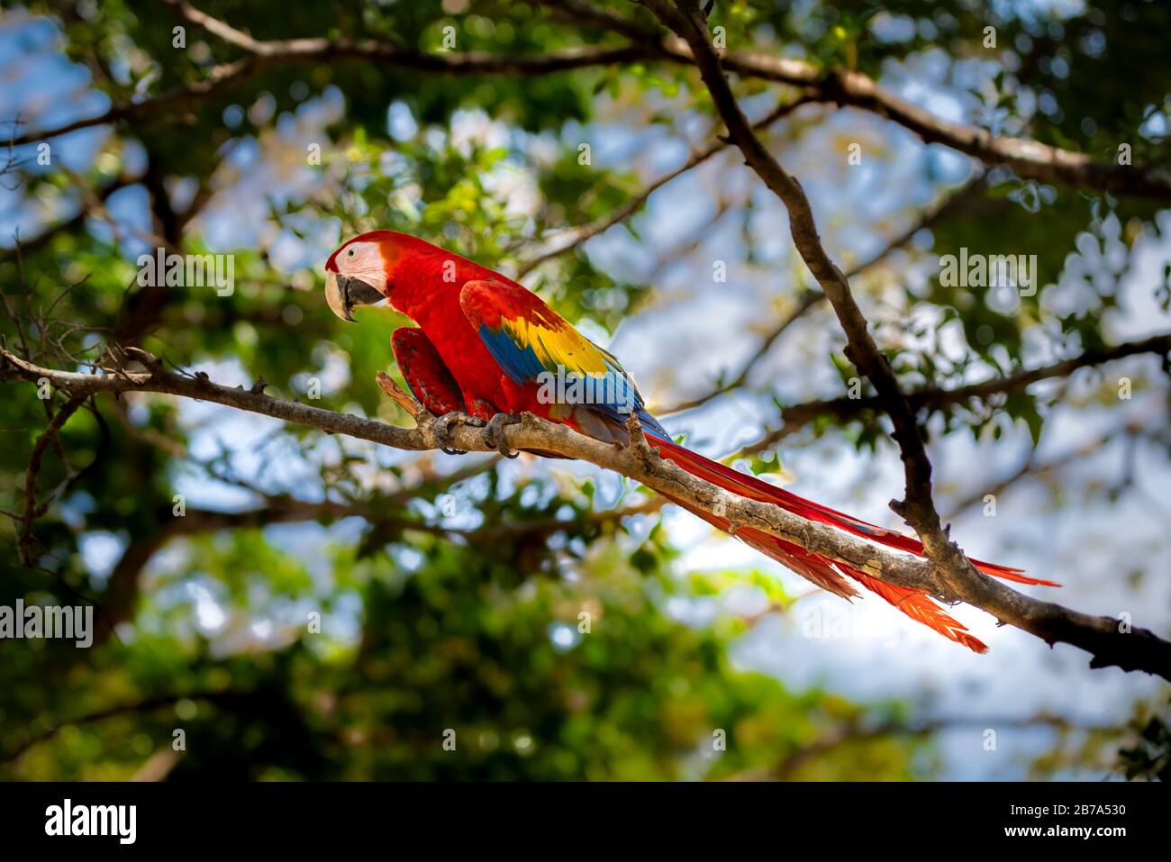 Immagini di macaw scarlatto scattate in Azuero Panama Foto Stock