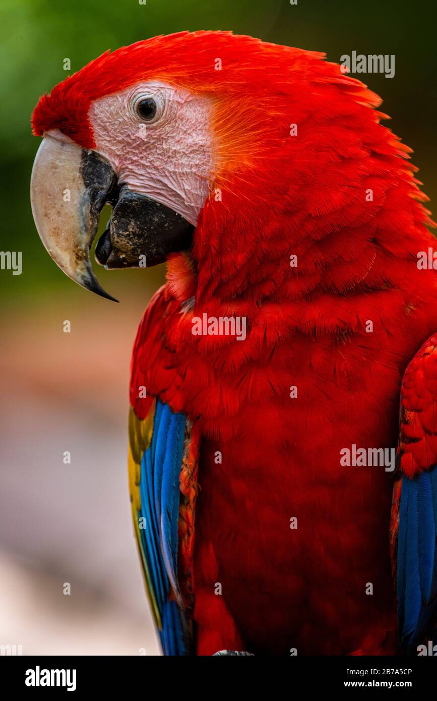 Scarlatto macaw primo piano immagine della testa scattata in Azuero Panama Foto Stock
