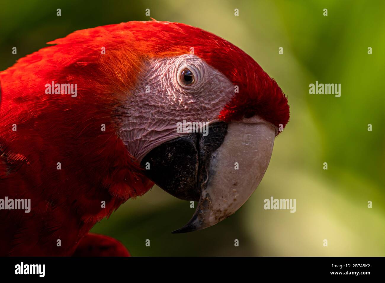 Scarlatto macaw primo piano immagine della testa scattata in Azuero Panama Foto Stock