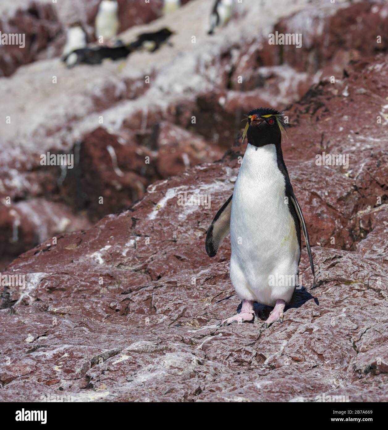 Pinguino di Rockhopper, Isla Pinguino, Puerto deseado, Patagonia Argentina Foto Stock