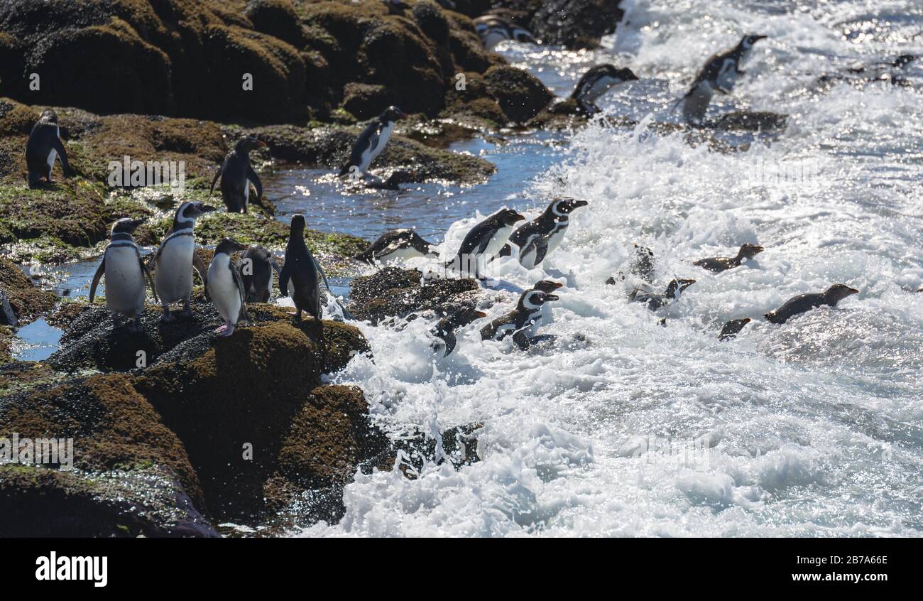 I pinguini pescano, Isla Pinguino, Puerto deseado, Patagonia Argentina Foto Stock