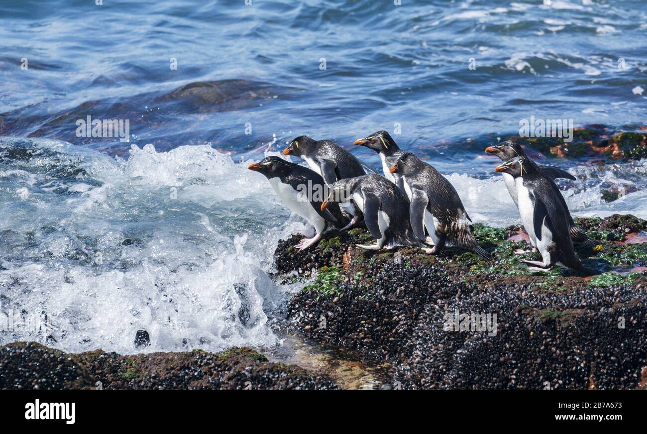 I pinguini pescano, Isla Pinguino, Puerto deseado, Patagonia Argentina Foto Stock