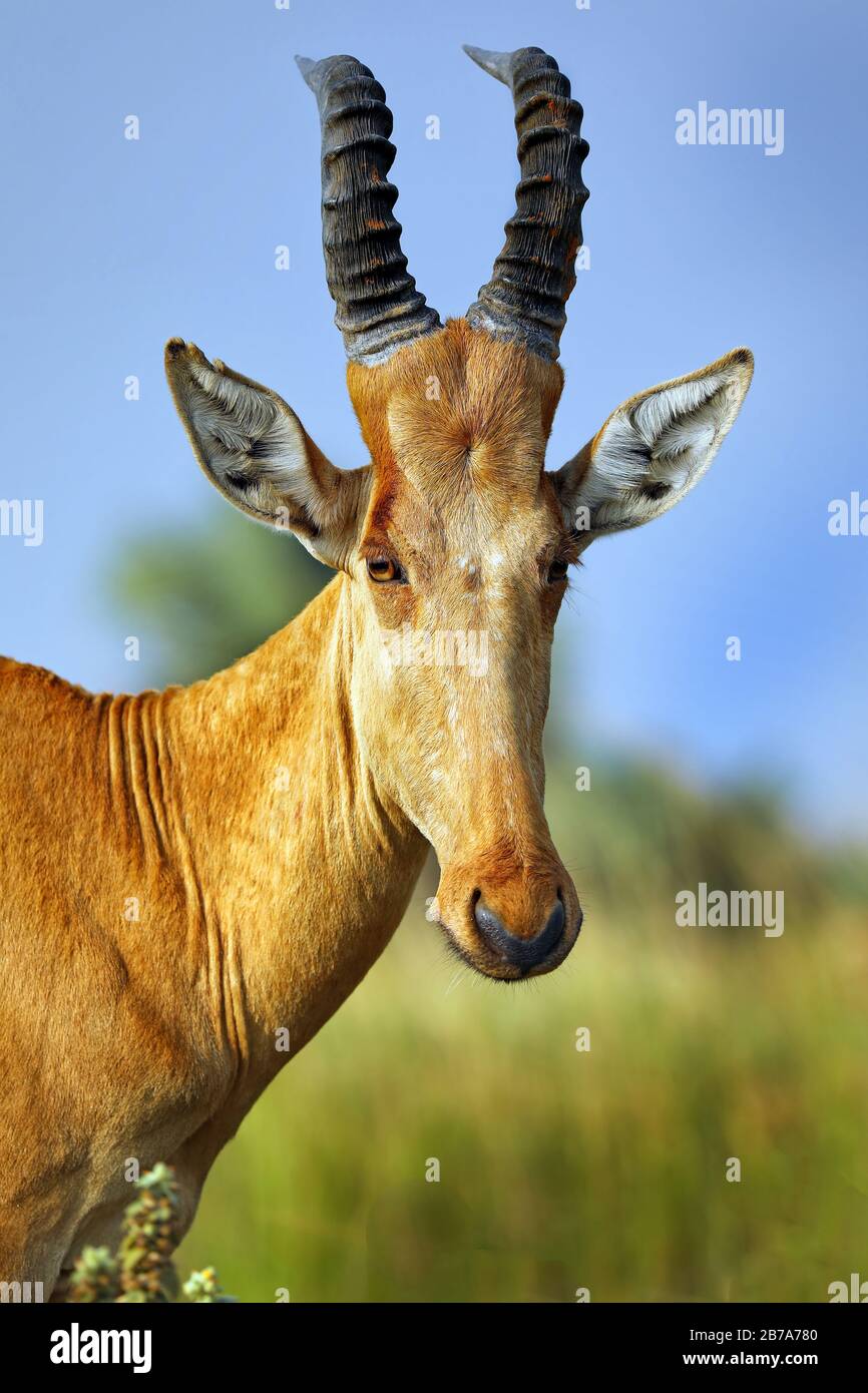 Jackson'S Hartebeest, Murchison Falls National Park Ugan Foto Stock