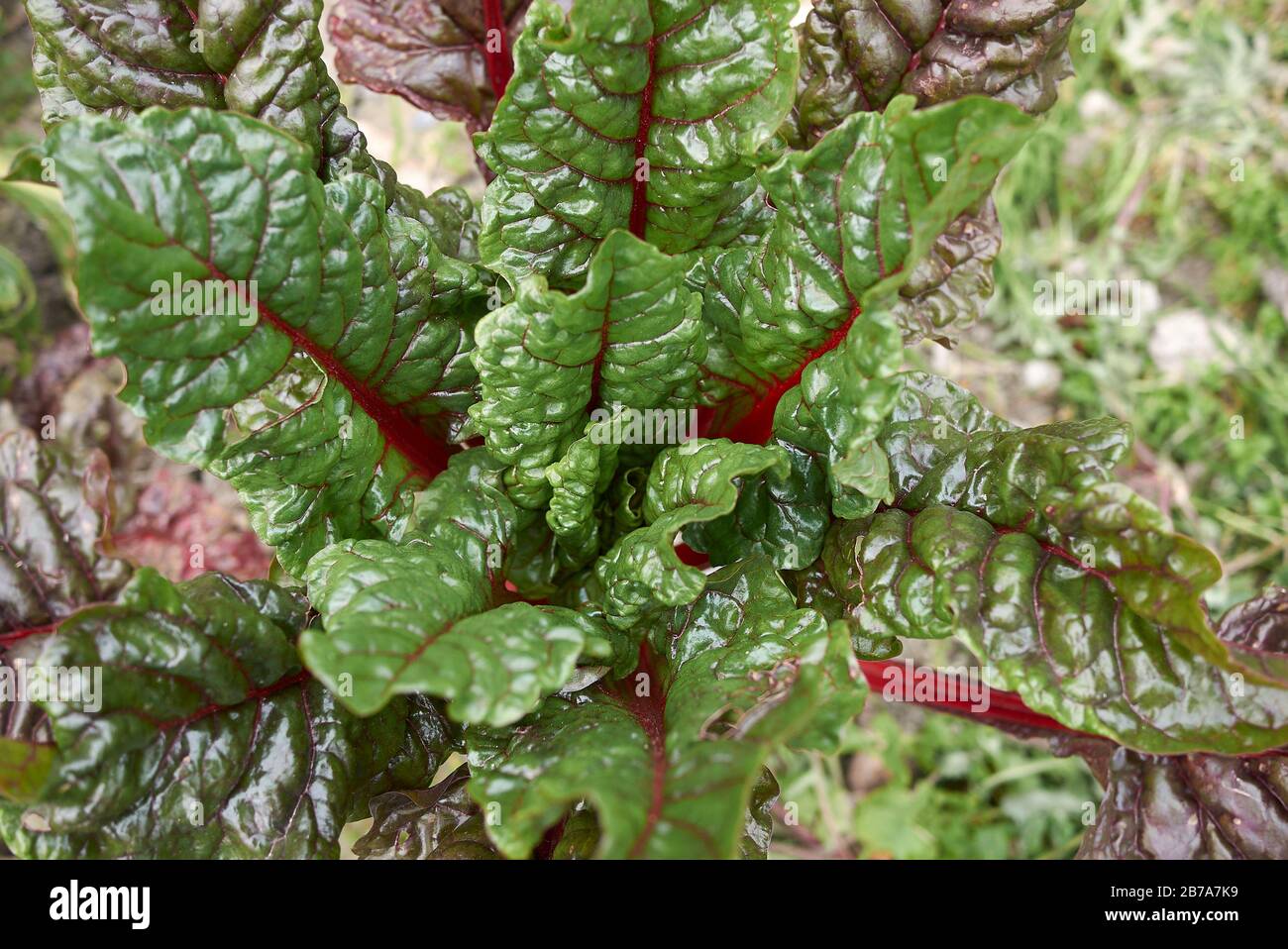 Beta vulgaris subsp. Vulgaris Foto Stock