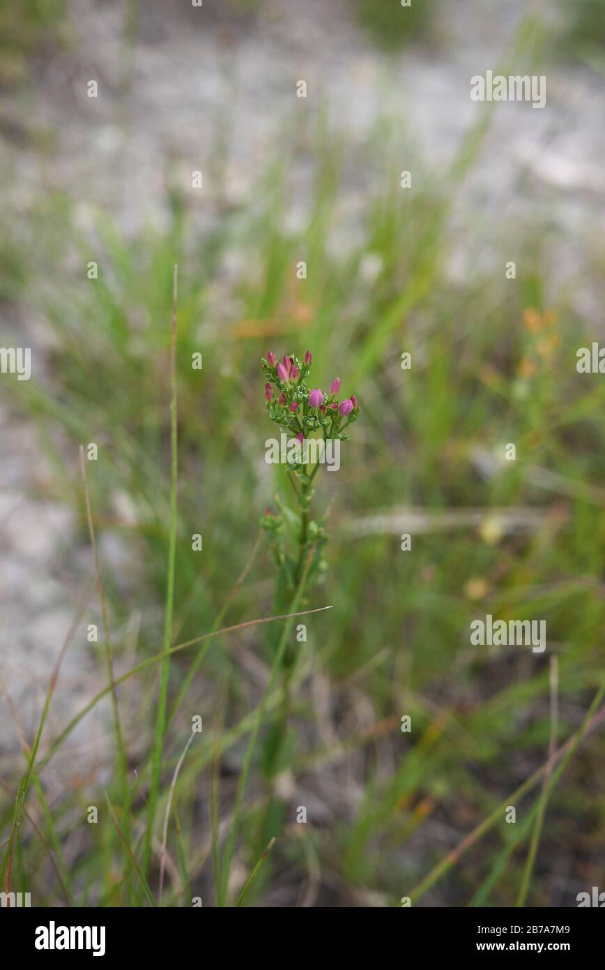 Centaurium erythraea Foto Stock