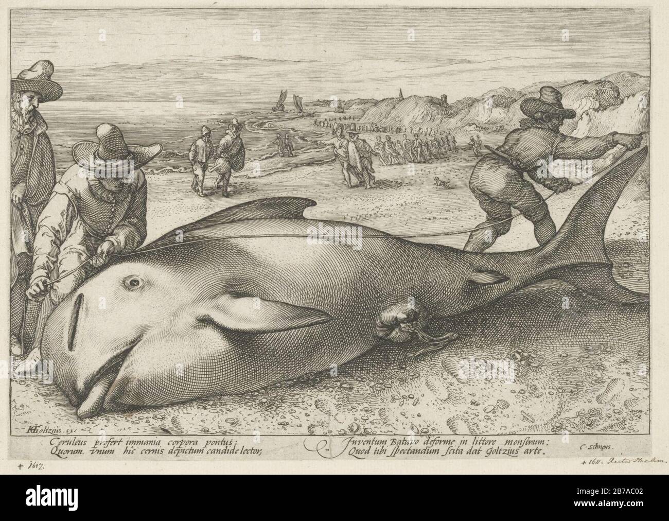 Gestrande griend op het strand bij Zandvoort, 1594. Twee mannen nemen de maten van een griend, een kleine walvis, gestrand bij Zandvoort, 21 novembre 1594. Op het strand meerdere toeschouwer, Foto Stock