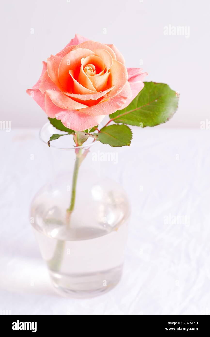 Biglietto d'auguri con vaso di vetro con bel bouquet di fiori di rose  naturali appena raccolti su un tavolo coperto di panno bianco contro la  parete grigio chiaro, c Foto stock -