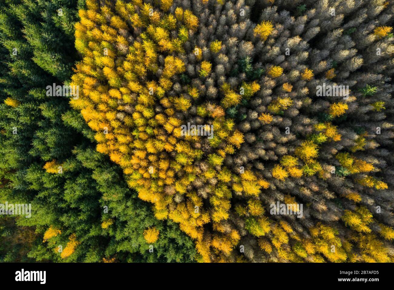 Vista aerea di larici e abeti in autunno, Galloway Forest, Dumfries & Galloway, Scozia Foto Stock