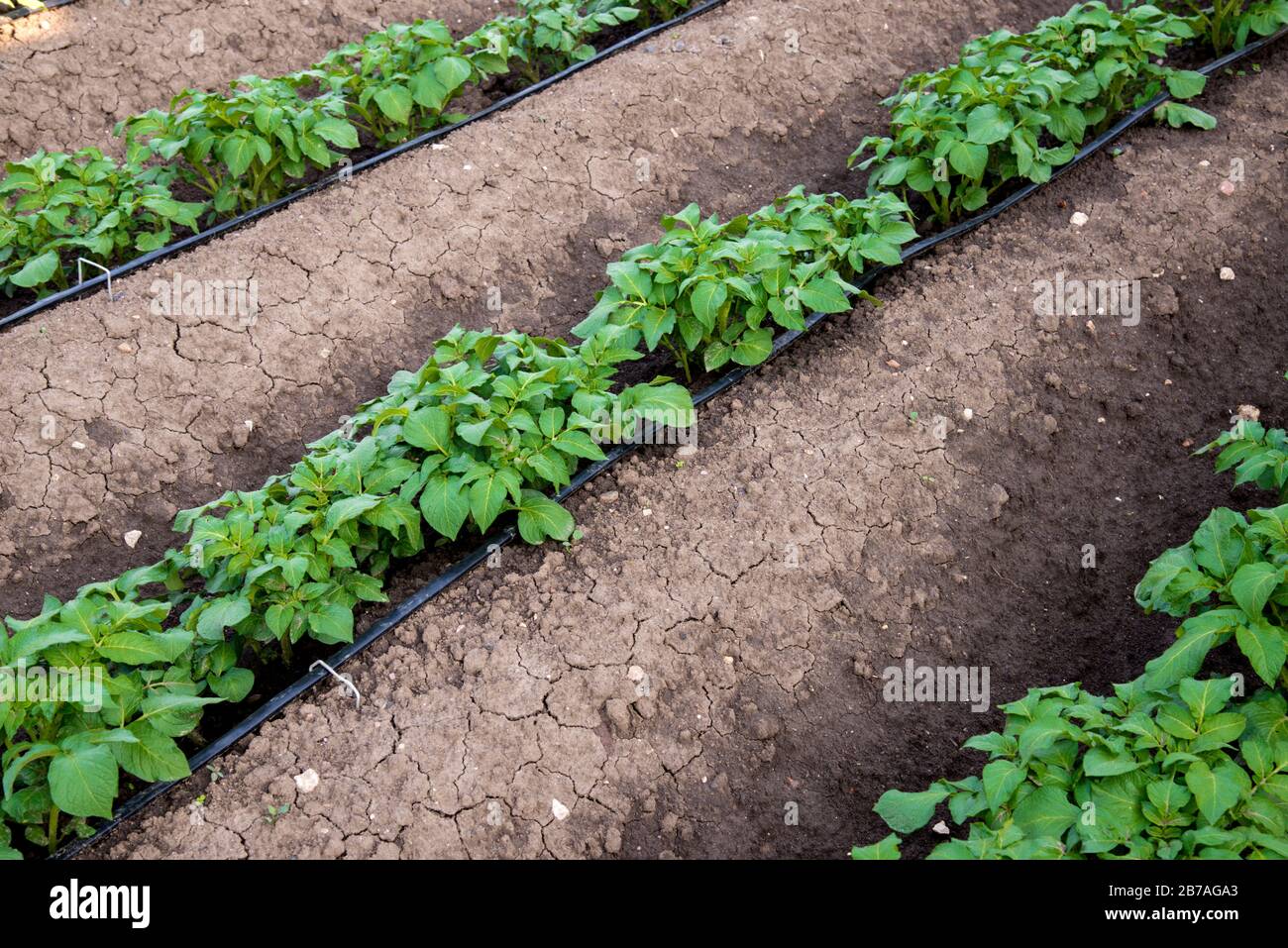 pianta di patate nel giardino - fuoco selettivo Foto Stock