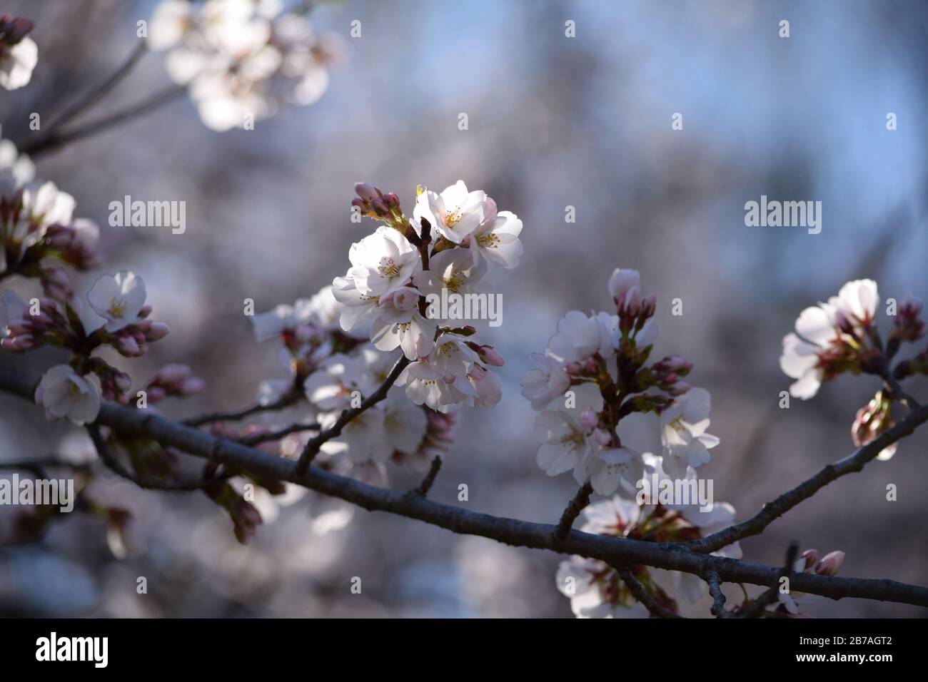 Fiore di Ciliegio Close Up Foto Stock