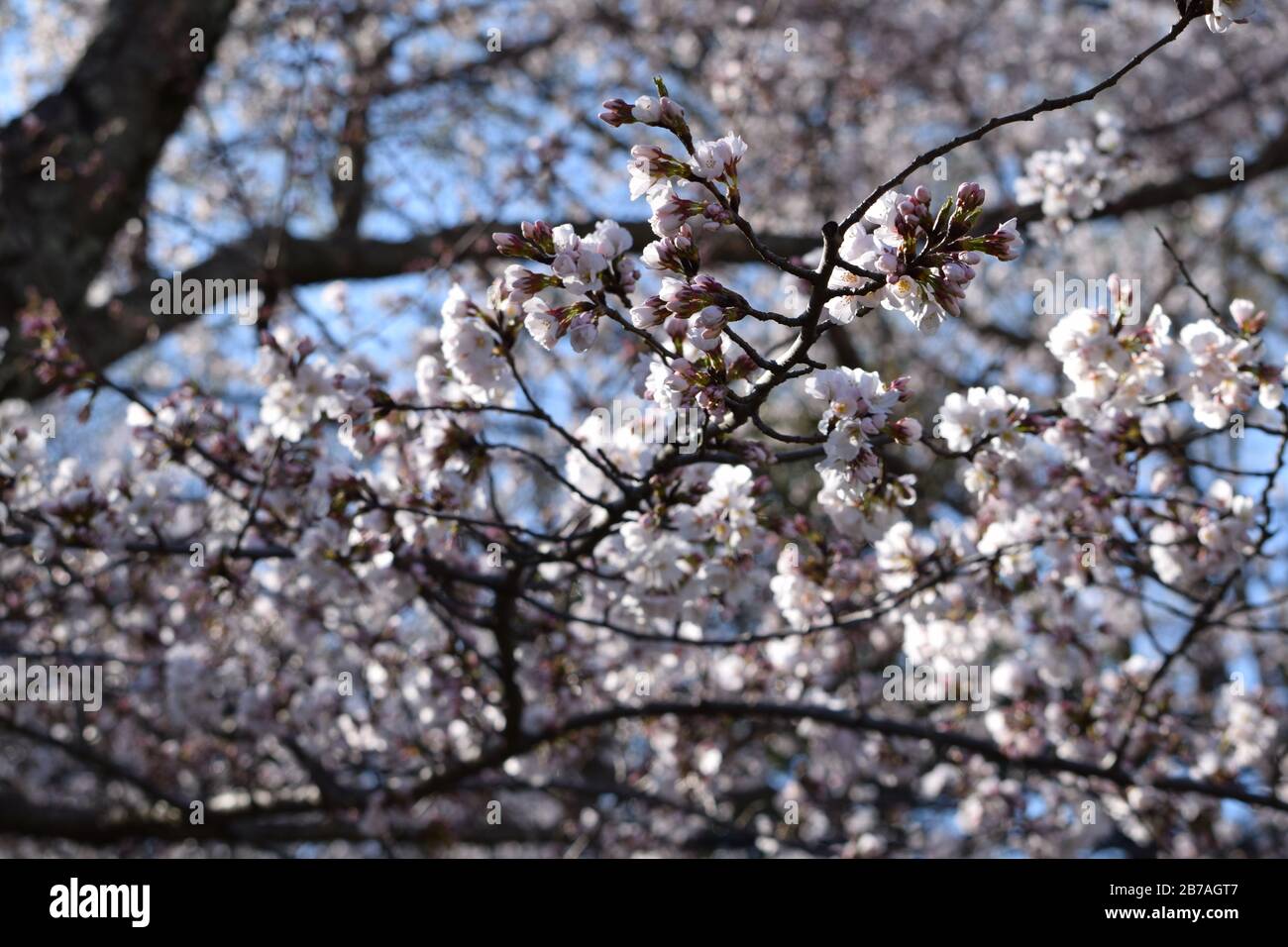 Fiore di Ciliegio Close Up Foto Stock