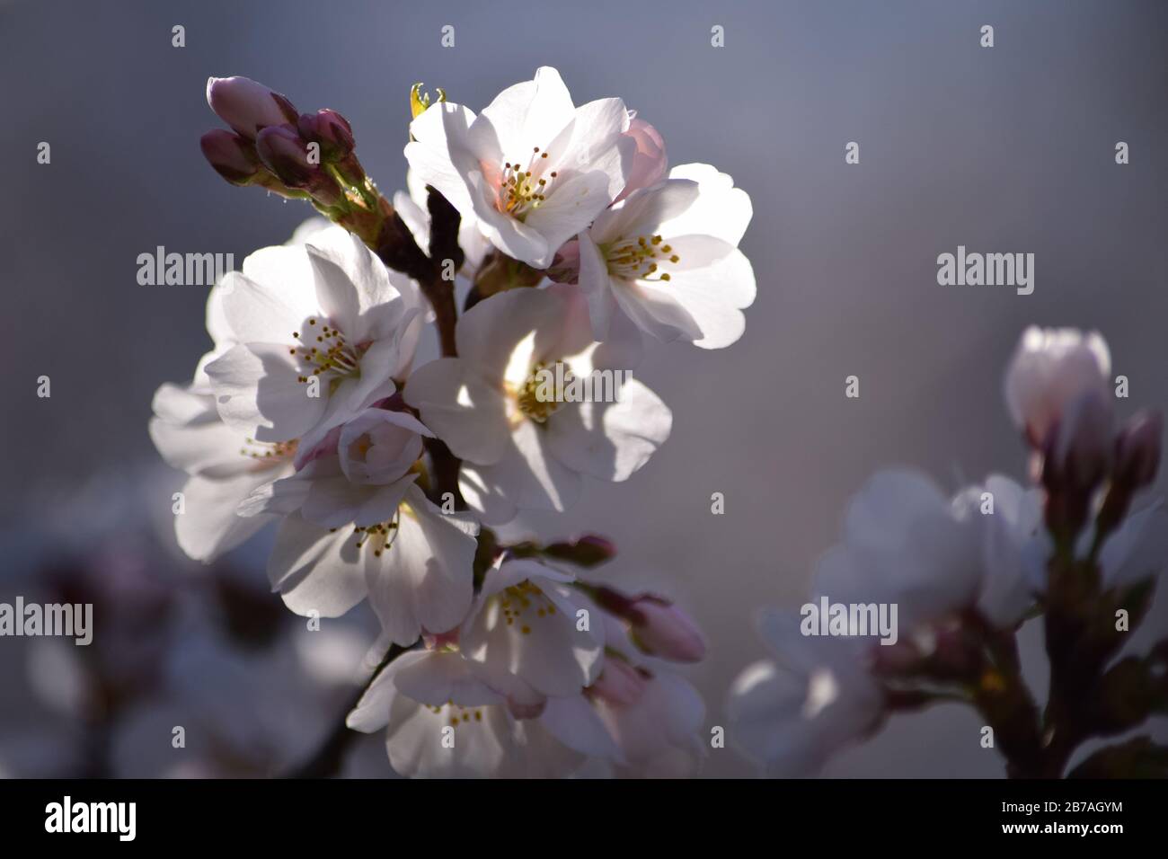 Fiore di Ciliegio Close Up Foto Stock