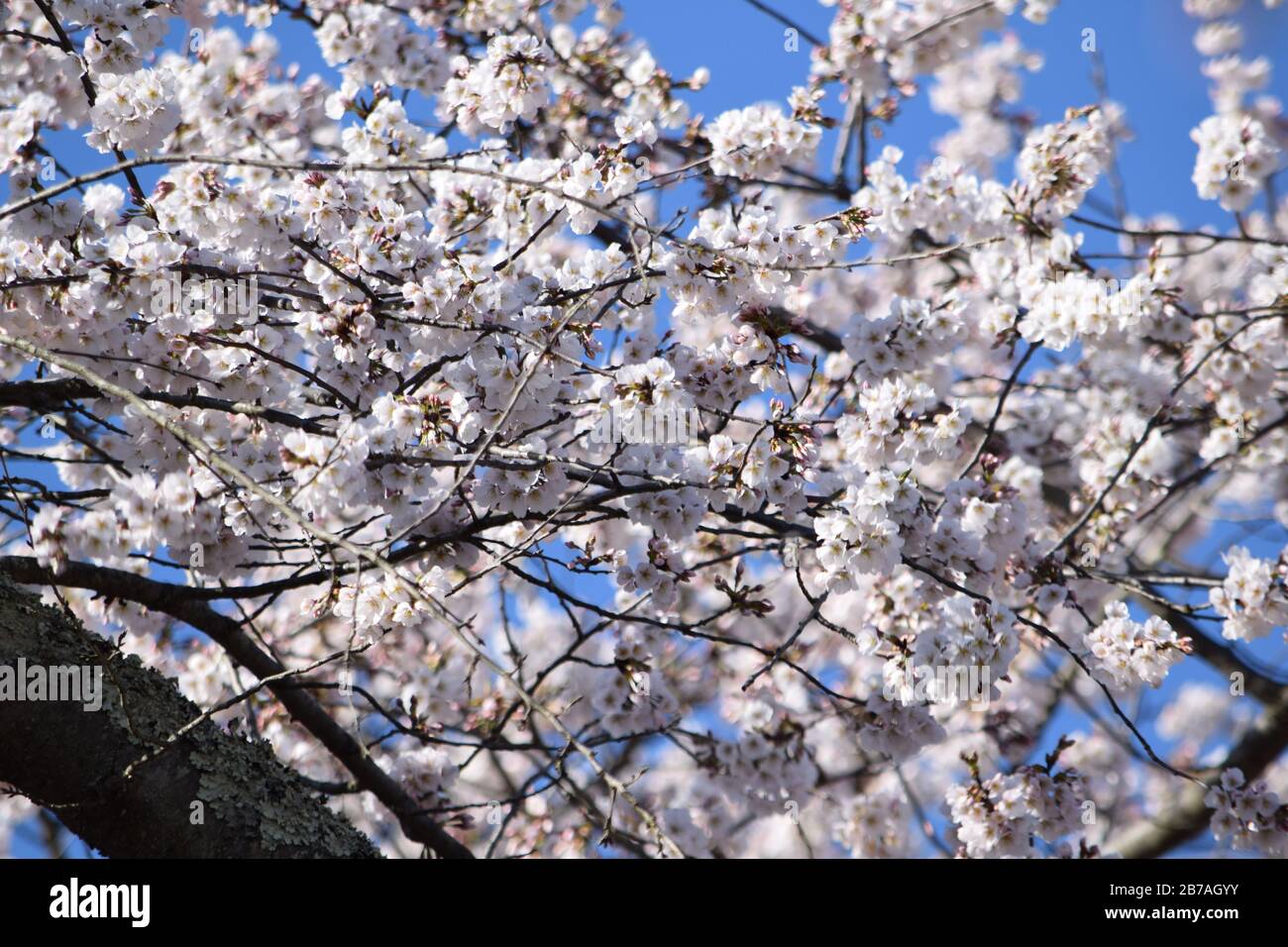 Fiore di Ciliegio Close Up Foto Stock
