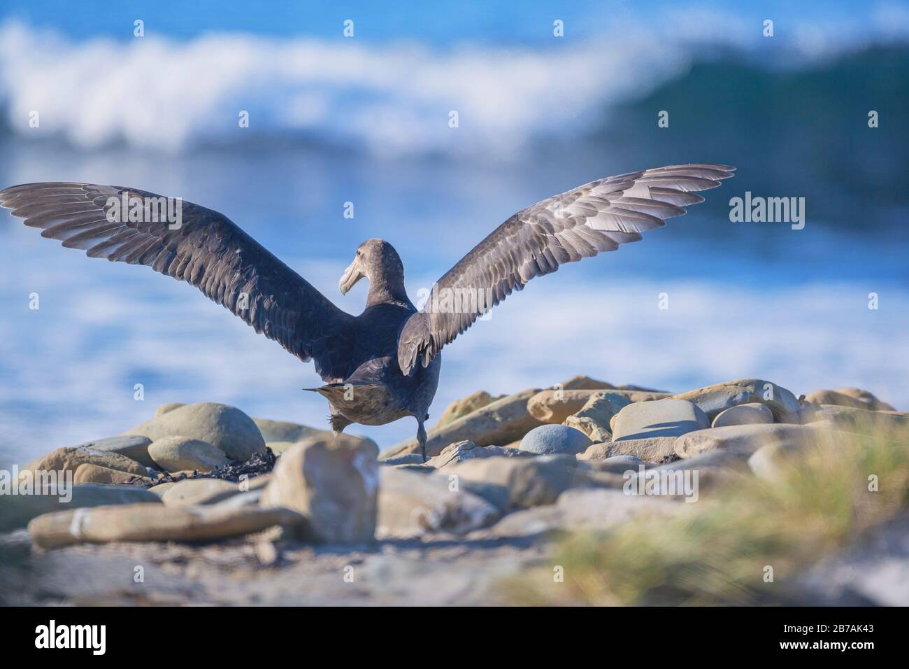 Gigantesca Petrel (Macronectes giganteus), Isole Falkland, Sud America, Foto Stock