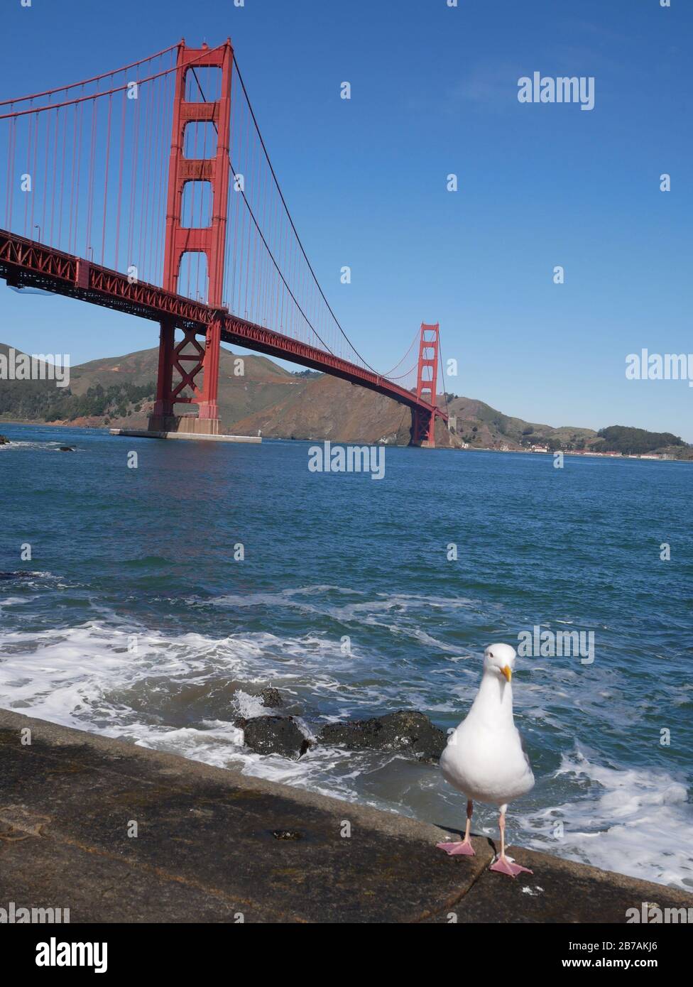 Golden Gate Bridge senza nuvole in un cielo blu giorno e un gabbiano bianco a San Francisco Foto Stock