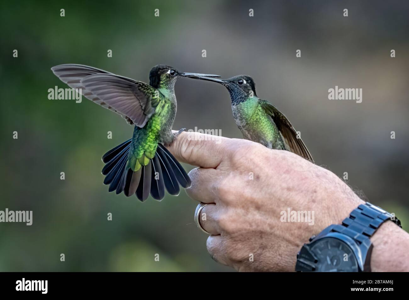 Due colibrì Talamanca (Eugenes spectabilis) riposano in mano a una guida faunistica a San Gerardo de dota, Costa Rica. Foto Stock