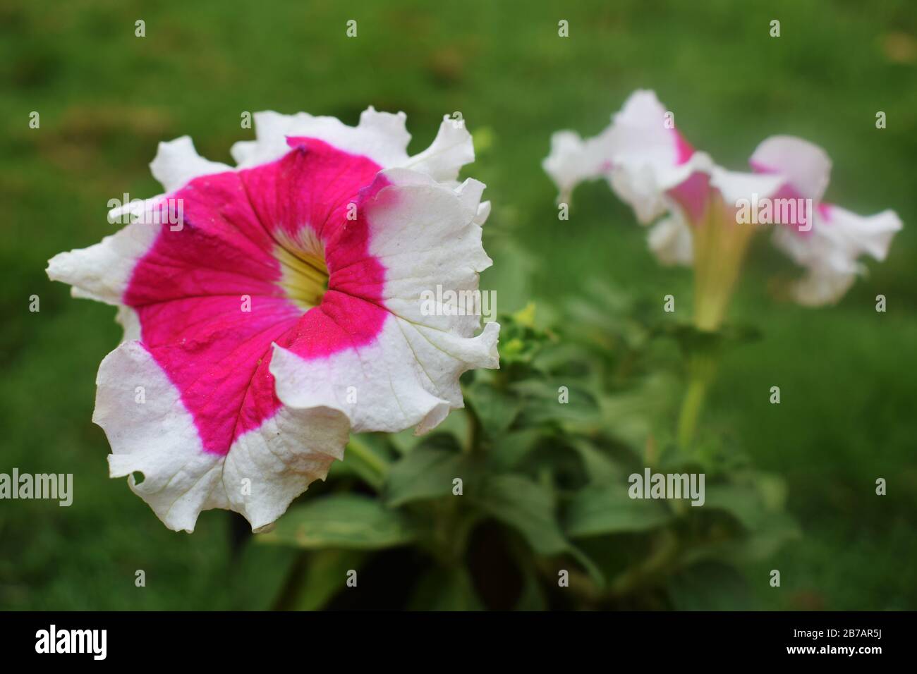 Petunia bicolore, petunia Picotee in giardino vista frontale e posteriore, petunia rosa fiore e bianco bianco bianco margine bianco intorno al centro rosa Foto Stock