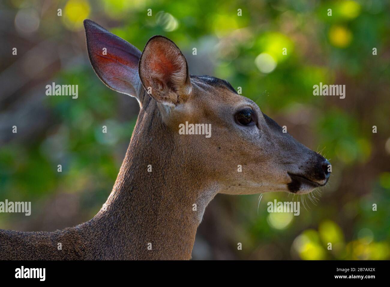 Immagine della testa da vicino con cervi dalla coda bianca Foto Stock