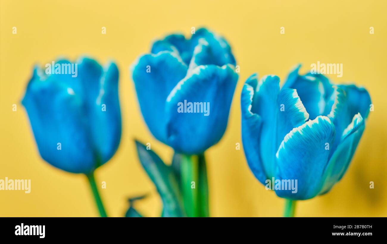 Tulipani tre di colore blu su sfondo giallo. Primo piano. Foto Stock