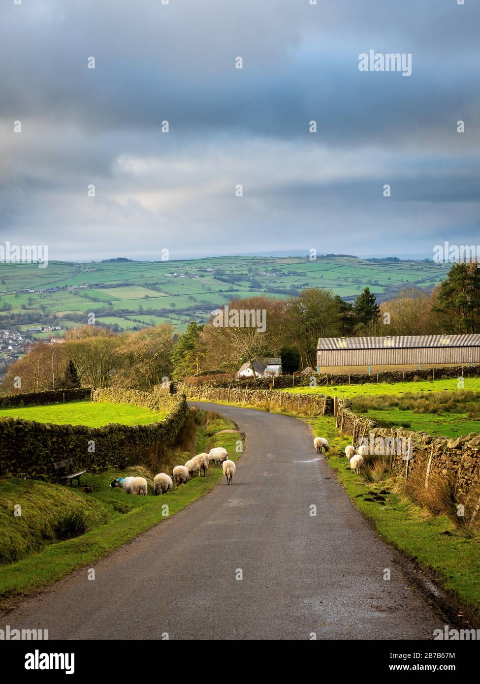 Pecora su una strada di campagna. Langbar. Yorkshire Foto Stock