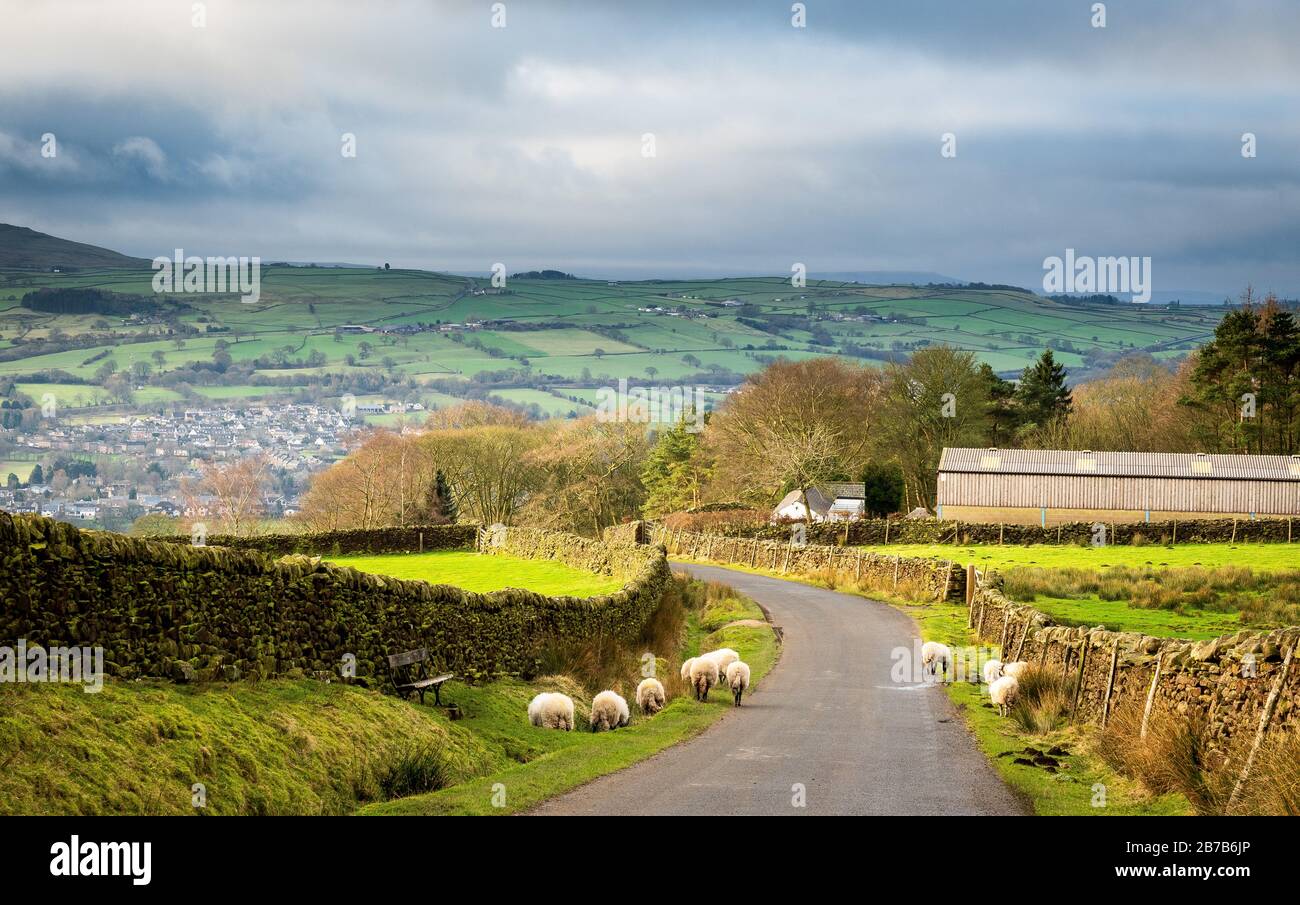 Pecora su una strada di campagna. Langbar. Yorkshire Foto Stock