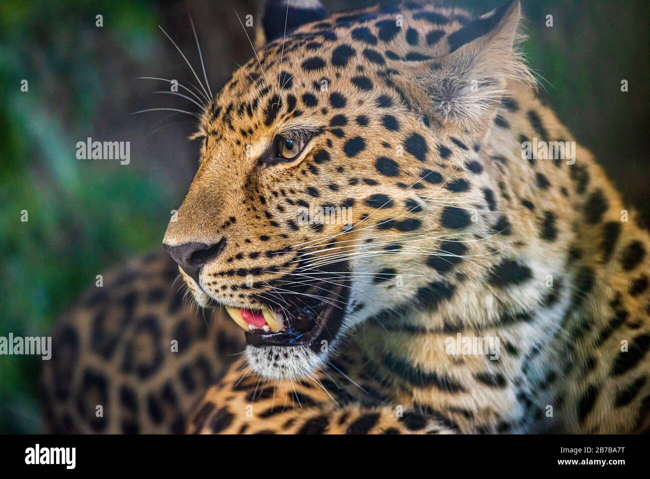 Il leopardo (Panthera pardus) è una delle cinque specie esistenti del genere Panthera, membro dei Felidae. Foto Stock