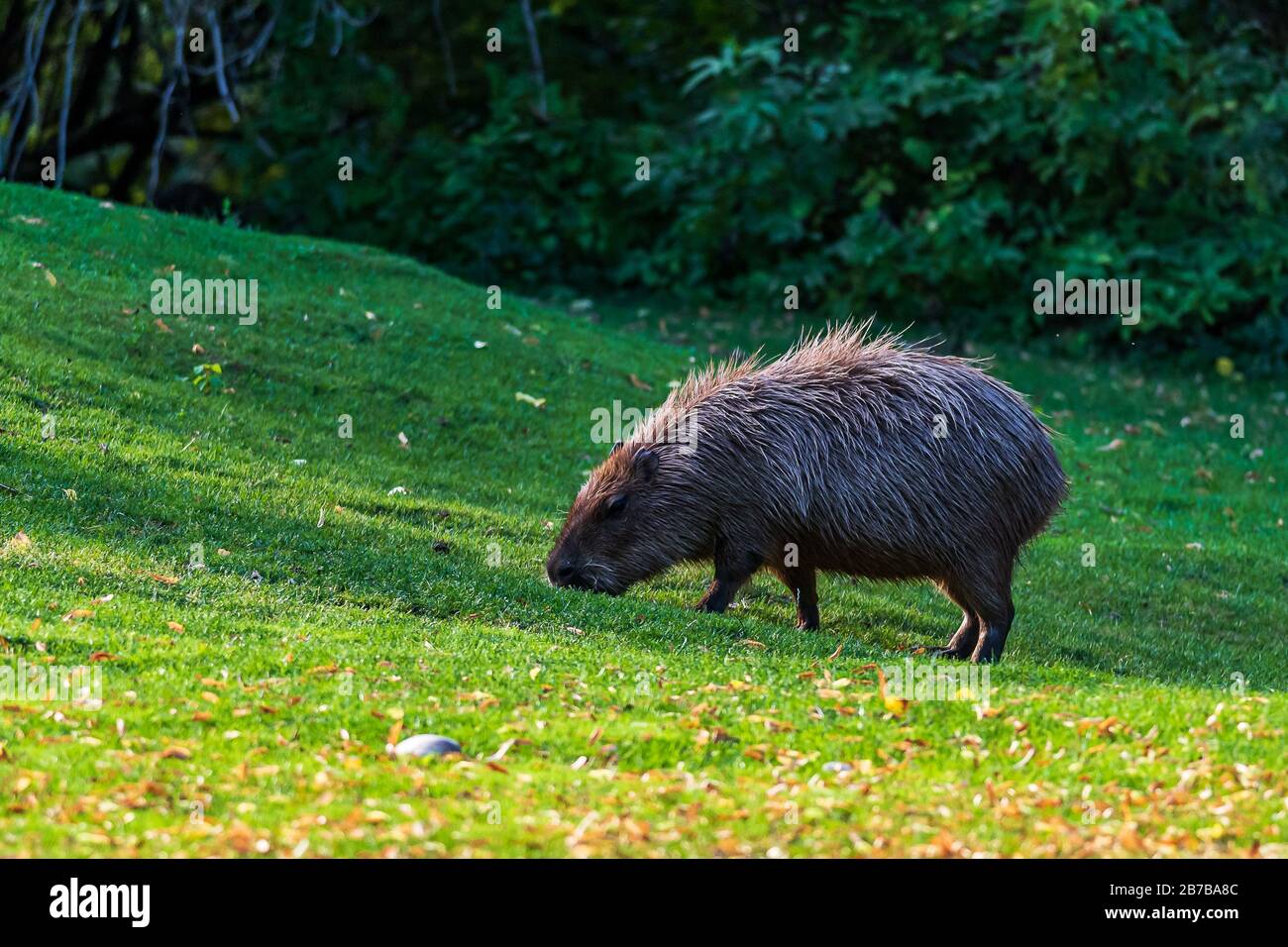 Il capybara (Hydrochoerus hydrochaeris) è un roditore di cavia gigante nativo dell'America del Sud. È il più grande roditore vivente del mondo Foto Stock