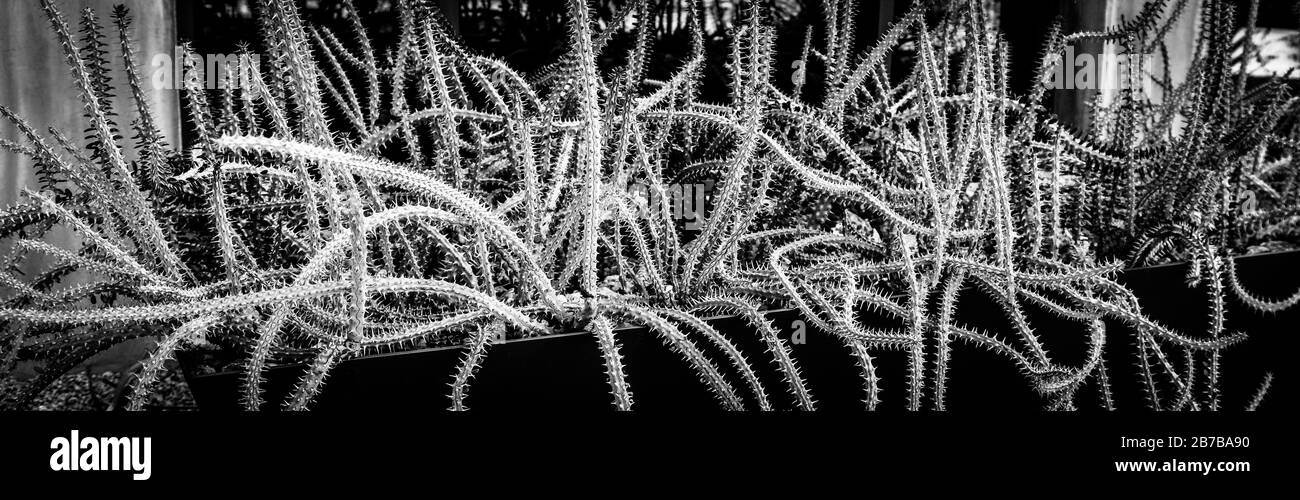 Una visione drammatica di un groviglio di alluaudia procera.succulent gambi apparendo serpente come in una piantatrice in Arizona, Stati Uniti, in bianco e nero Foto Stock