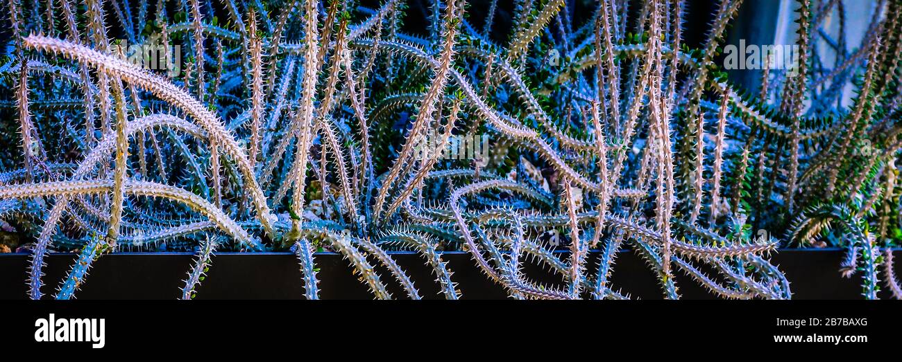 Una visione drammatica di un groviglio di steli alluaudia procera.succulent che appaiono serpente come in una piantatrice in Arizona, Stati Uniti Foto Stock