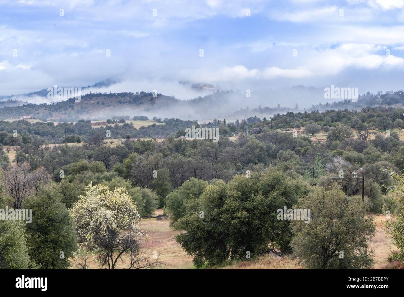 Nuvole e nebbia sulle colline ondulate in primavera con albero di pera in fiore, querce vive costiere e grano saraceno nel paesaggio della California Giuliana Foto Stock