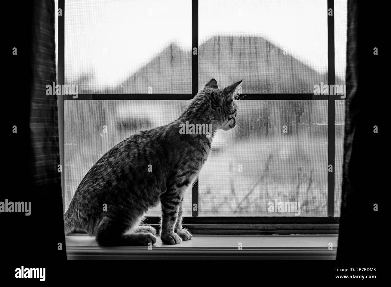 Cat a guardare fuori dalla finestra Foto Stock