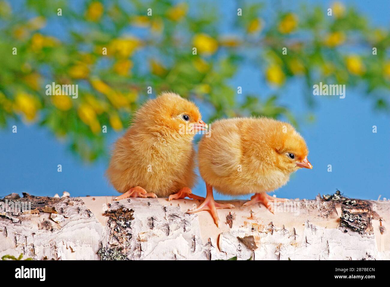 Due pulcini carini seduti insieme su legno di betulla, cespuglio di fiori gialli sullo sfondo. Foto Stock
