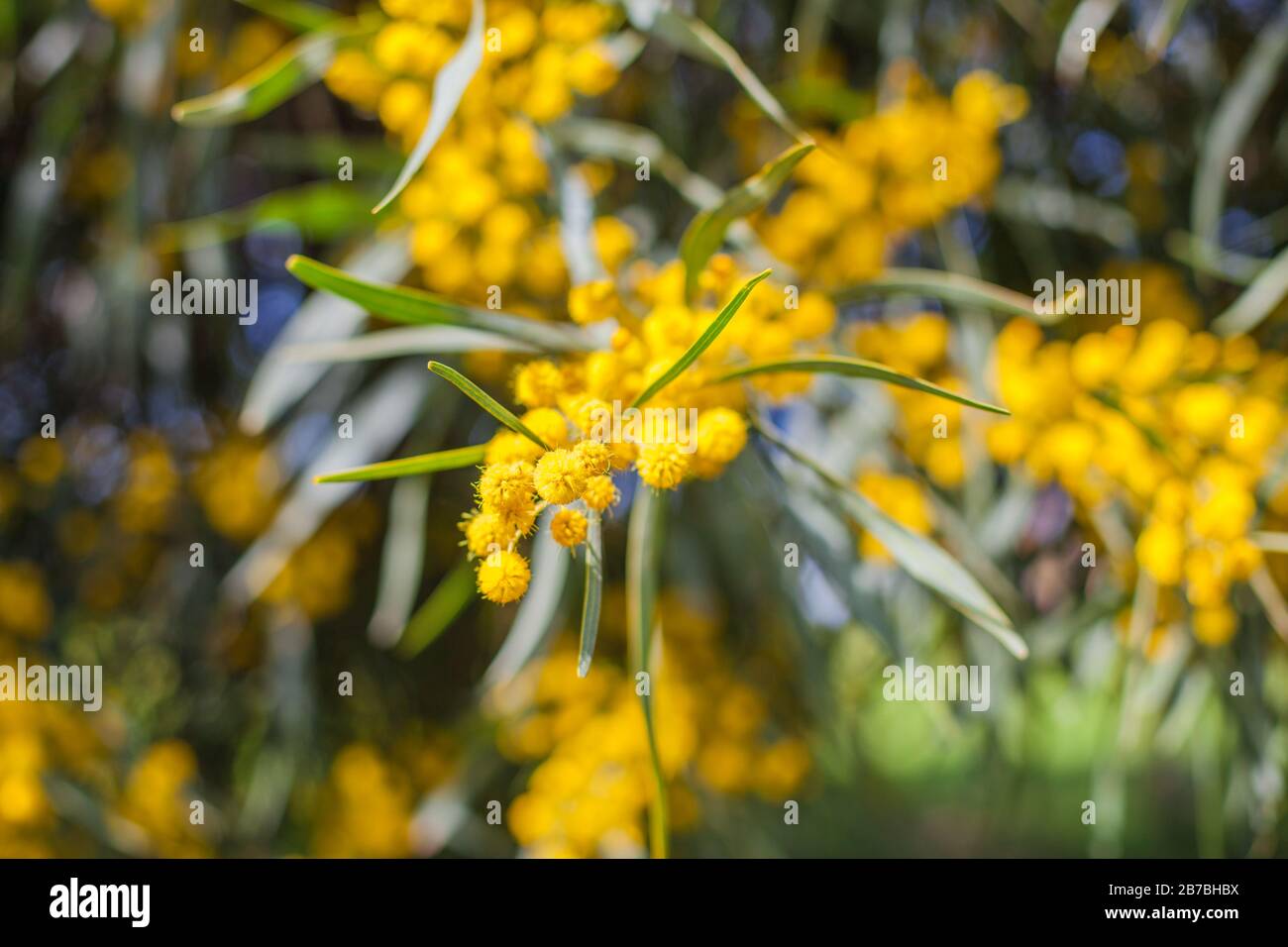 Mimosa, Acacia deambata. Ramo con fiori gialli. Foto Stock