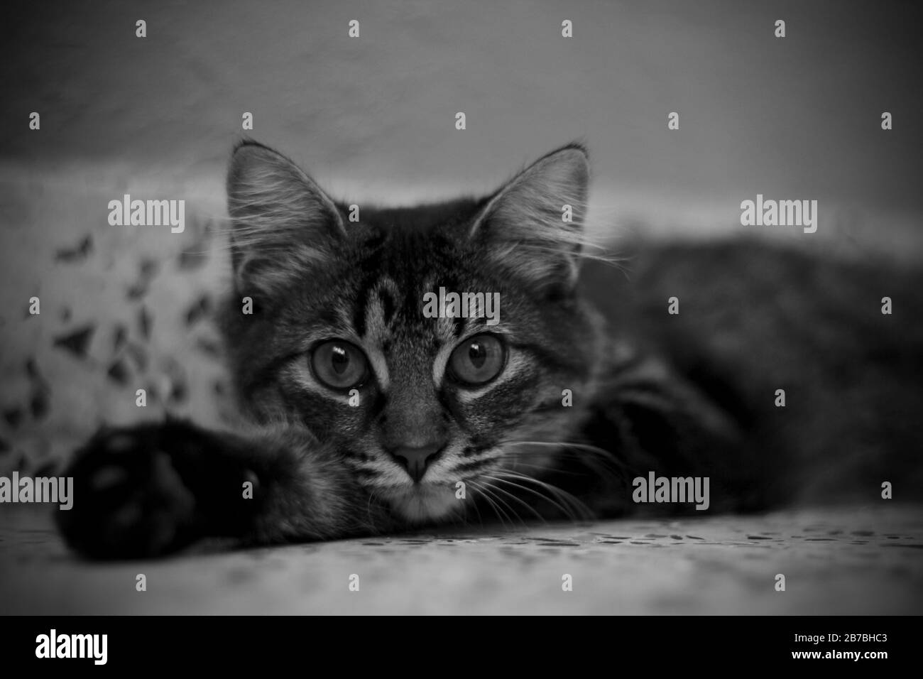 Un gatto di nome Olivia Foto Stock