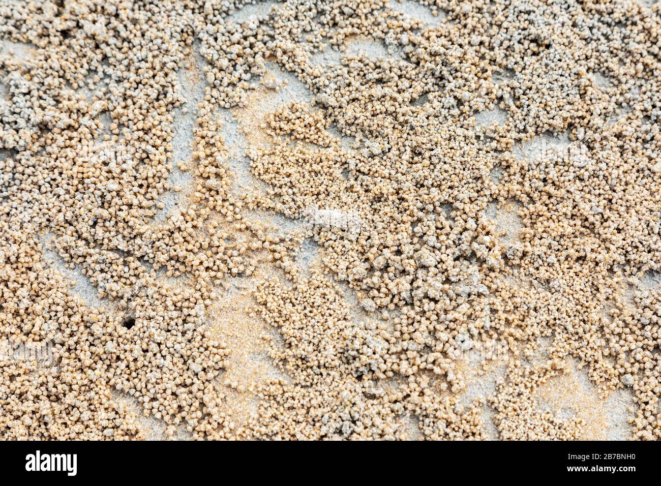 Granchio di sabbia Bubbler in Burrow e con le palle di sabbia di alimentazione, nella spiaggia indo-pacific a Andaman Beach, Langkawi, Malesia, Asia. Foto Stock
