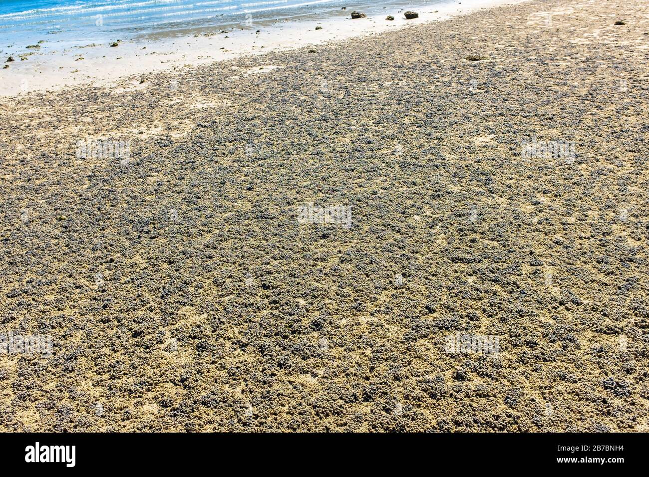 Granchio di sabbia Bubbler in Burrow e con le palle di sabbia di alimentazione, nella spiaggia indo-pacific a Andaman Beach, Langkawi, Malesia, Asia. Foto Stock