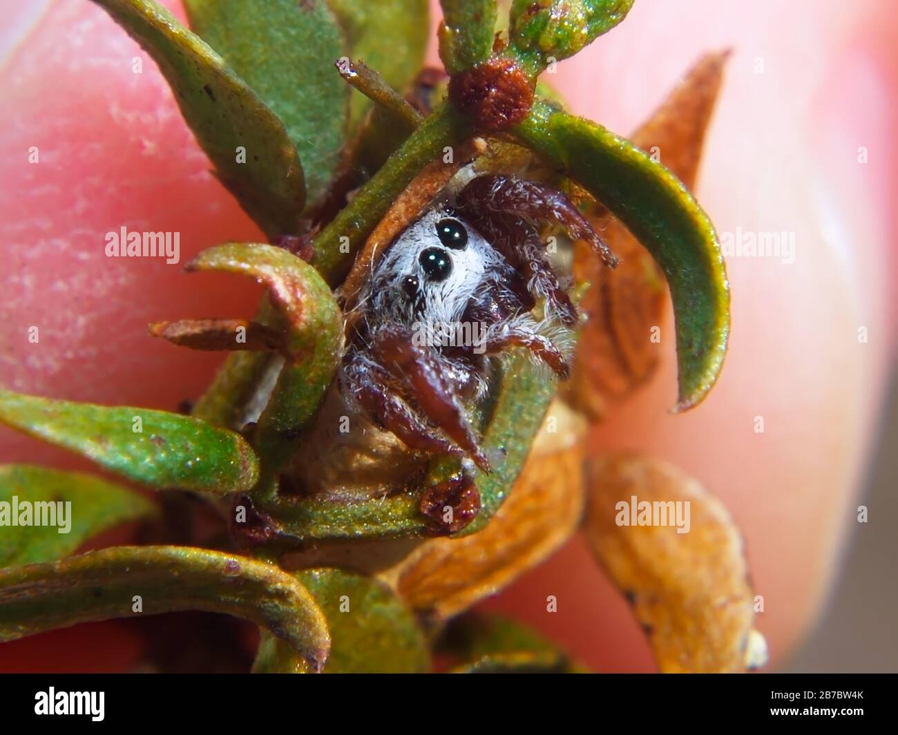 Una foto macro di un ragno di salto nativo di Arizona che ha appena ammuffito e si nasconde in un bozzolo. Foto Stock