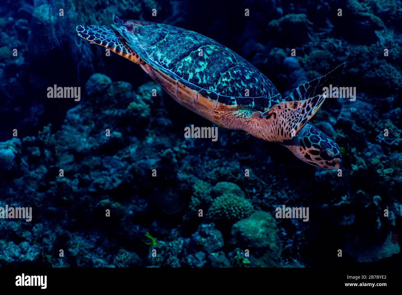 Una tartaruga marina etichettata Hawksbill naviga nella barriera corallina di Bonaire, Paesi Bassi. Foto Stock