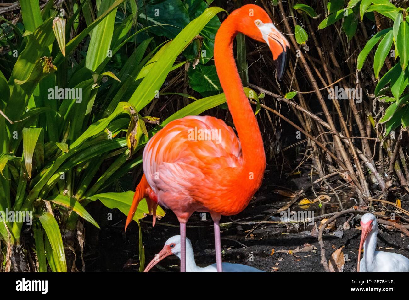 Bonita Springs Florida flora e fauna nel mese di gennaio Foto Stock