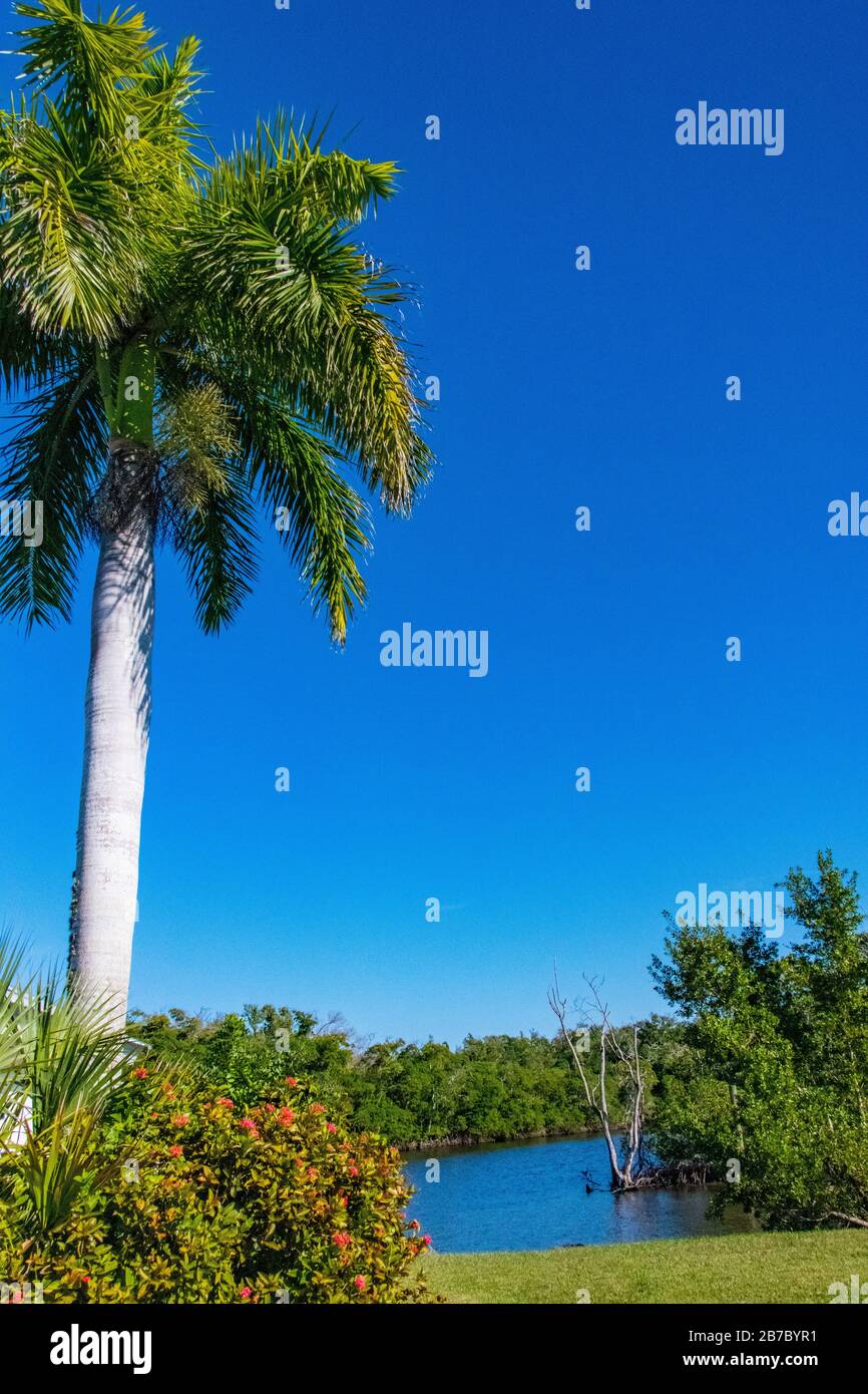 Everglades palme con un cielo blu Foto Stock