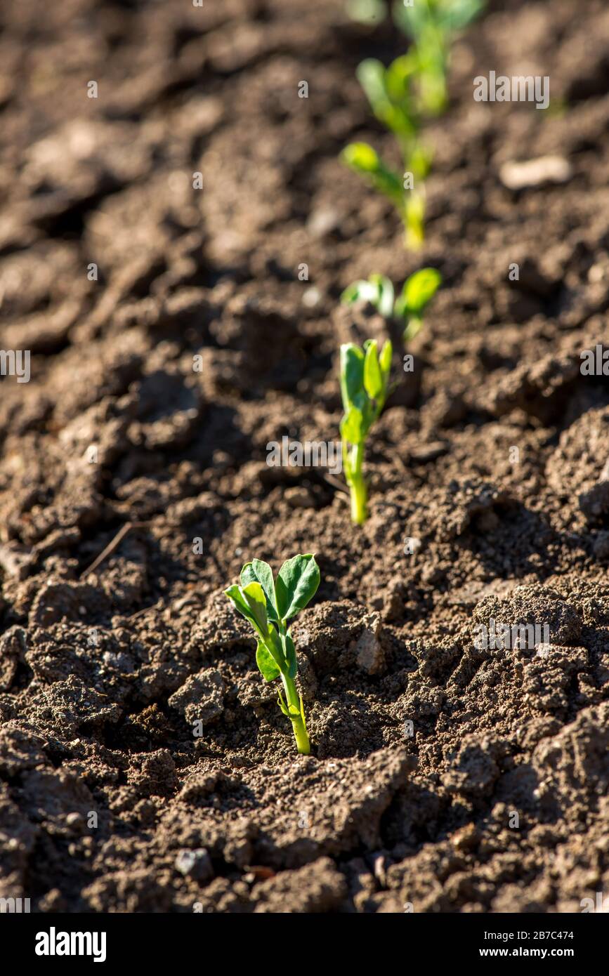 Giovani piante di piselli nel giardino primaverile - fuoco selettivo, copia spsce Foto Stock