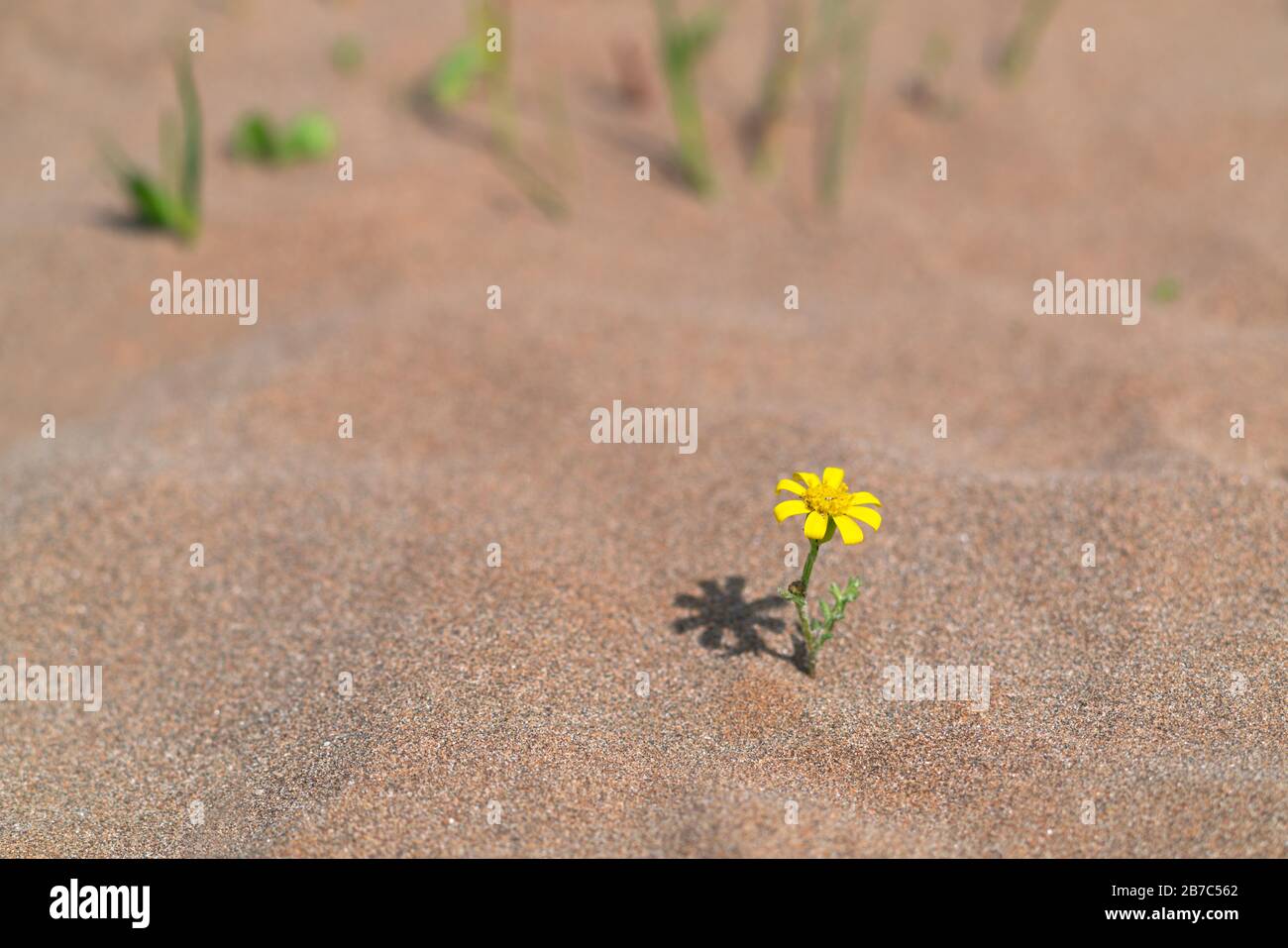 Fiore giallo sopravvissuto nel deserto caldo Foto Stock