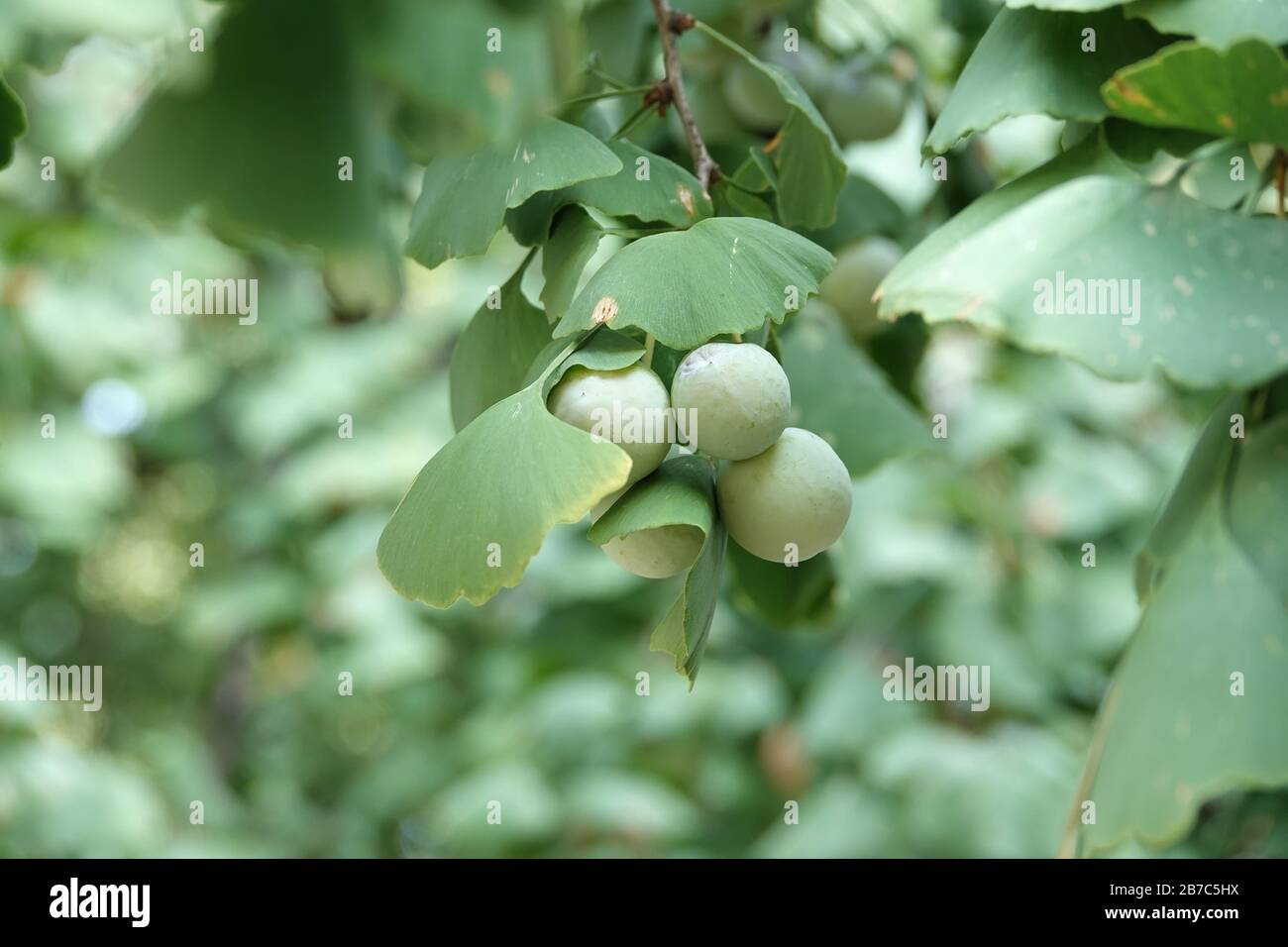 Primo piano dell'albero di Ginkgo biloba Foto Stock