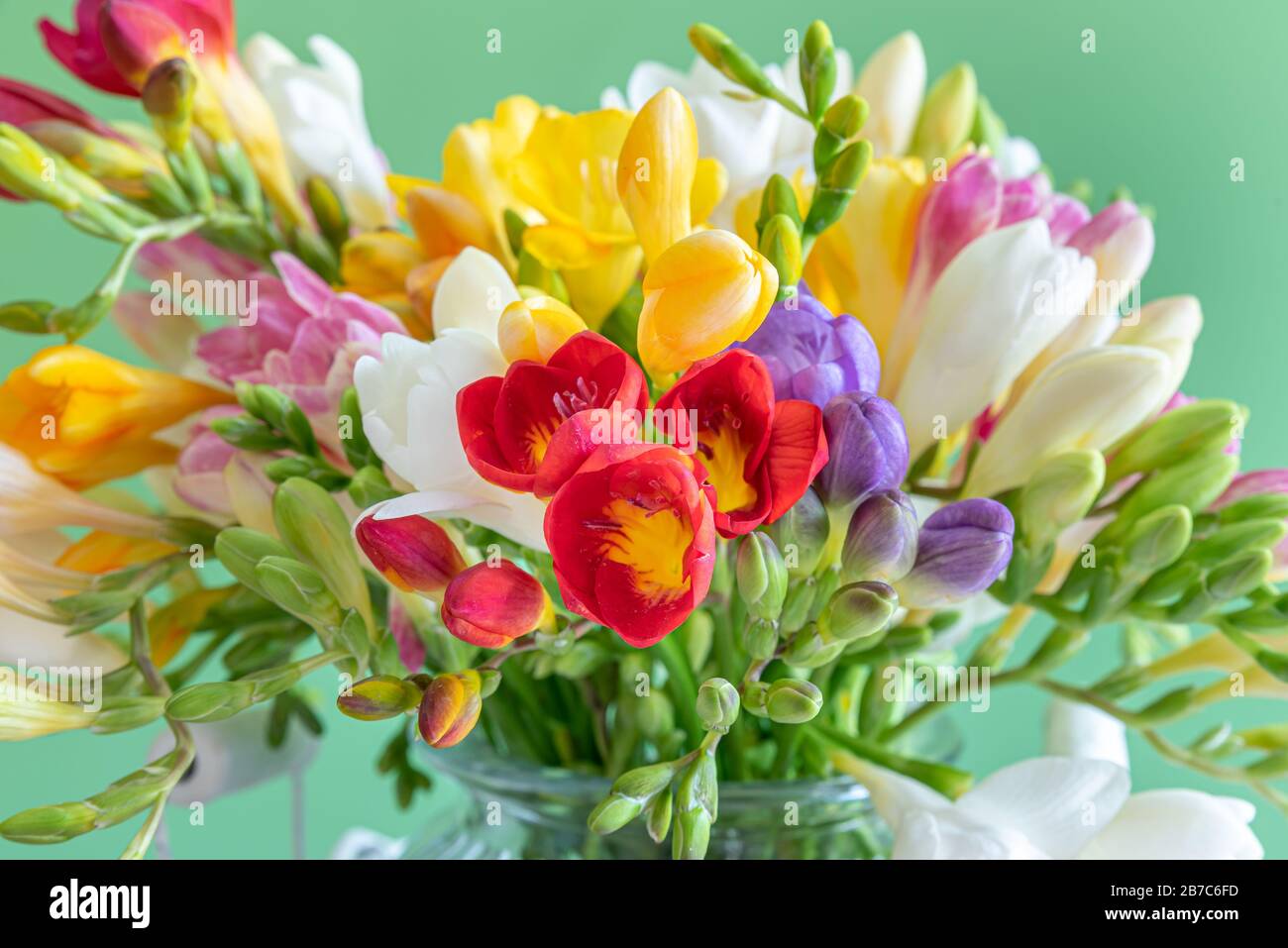 Fiori di Freesia in un vaso di vetro. Foto Stock