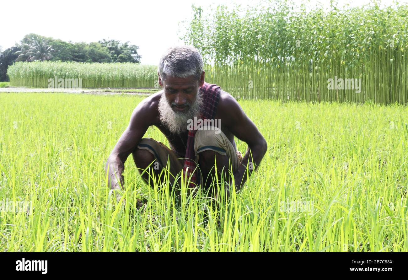 Un agricoltore del Bangladesh sta svezzando il suo campo di risaie dal distretto di Jamalpur. Foto Stock